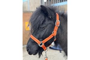 Equipride Cavezza riflettente e guinzaglio in neoprene imbottito Full-Shetland arancione bruciato (Cob)