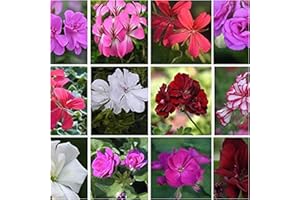 NEWLANDS Trailing (Ivy) Geranium Plug Plants 10 Mixed Geraniums, Trailing Geranium Plug Starter Plants - Summer Garden.