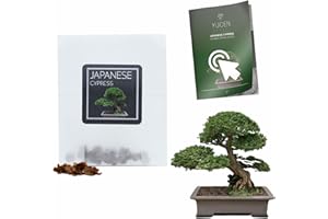 YUGEN BONSAI 30 Japanese Cypress Bonsai Seeds | Chamaecyparis Obtusa | Growing Guide | Grow Your Own Bonsai Tree | Perfect for Bonsai Beginners and Enthusiasts…