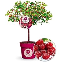 BALDUR Garten Himbeer-Baum Raspbeary® mit Stamm & Krone, 1 Pflanze, winterhart, mehrjährig ...