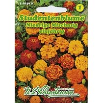 Sperli Tagetes-Samen 'Orangeflamme Gefüllt' – Für Beete, Kübel & Als Gemüsebegleitung