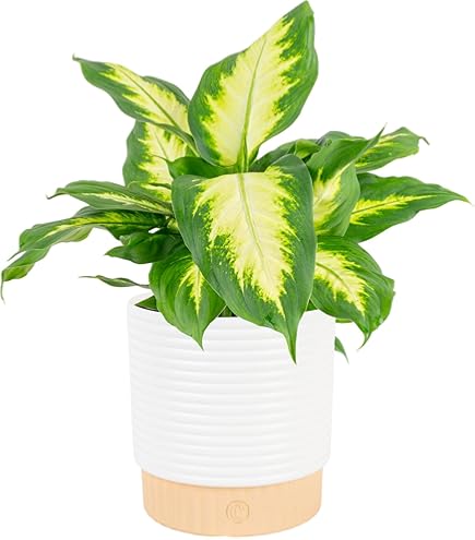 jade plant yellow leaves Shop 'Crassula ovata Hummel's Sunset Jade' Care & Growing Guide
