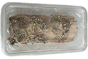 Livefood UK Live Locusts Medium size 15mm to 30mm tub of 25 Live locusts (Reptile Livefood)