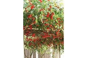 SVI Heirloom NON OGM gigante italiano del pomodoro Albero 25 semi