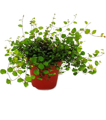 chinesische keule saatgut Seedeo® Spargelsalat Chinesische Keule (Lactuca sativa var. angustana) main image 0