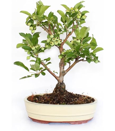 KENTIS - Bonsai Quercus Pubescens - Japoski Db Puchaty Bonsai - Prawdziwe  Dekoracyjne Roliny Zewntrzne - H 40-45 cm Doniczka  26 cm : Amazon.pl:  Ogrd