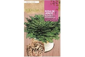 Bulbo rosa de jericó Rocalba