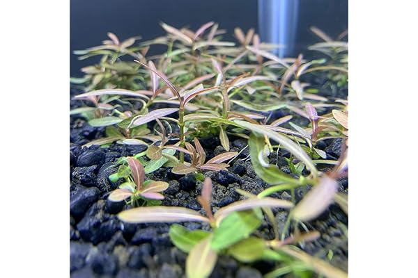 Saterkali Graines de Potamogeton Crispus, 100pcs / sac Graines de Potamogeton Crispus Plantes aquatiques hygrophiles Écologique Réservoir de poissons d'eau douce Semis d'herbe pour étang Des grain