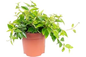 FLOWERBOX Peperomia Mix Smit - Pianta da interni, facile da pulire, altezza ca. 12-15 cm, diametro vaso 10,5 cm