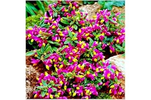 GrowOn Shrubs [x3] Polygala Chamaebuxus Grandiflora | Multi-Pack | Evergreen Shrubs | Outdoor Garden Ready Plants | Spring and Summer Flowering | Purple, Yellow Flowers