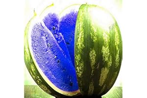LAMPHLE Semillas de sandía, 1 bolsa Semillas de sandía Rústicas Jugosas Semillas de frutas de sandía de color mixto Semillas de frutas de árboles frutales Azul