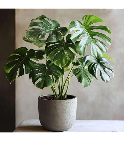 Monstera Deliciosa Live Plant for Indian Climate 1 healthy plant :  Amazon.in: Garden & Outdoors
