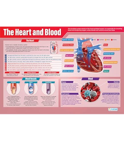 The Heart And Circulation | Classroom Science Charts - View #5