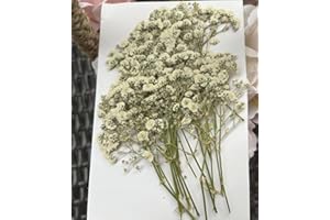 SHIIYYU 25PCS Dried Pressed Baby Breath Flowers, Real Natural Ivory White Gypsophila Branch Bouquet, Natural Real Dried Pressed Resin Nail Crafts DIY Wedding Card Family Party (Gypsophila)
