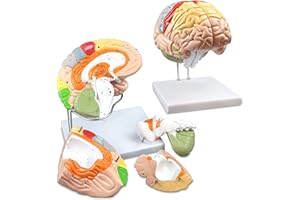 UIGJIOG Double Life Size Human Brain Modell 4-Teile Farbkodiertes Humanes Regionales Gehirn 130 Tasten Strukturelle Merkmale 9 Lebendige Farben, Um Die Verschiedenen Hirnfunktionen Zu Identifizieren