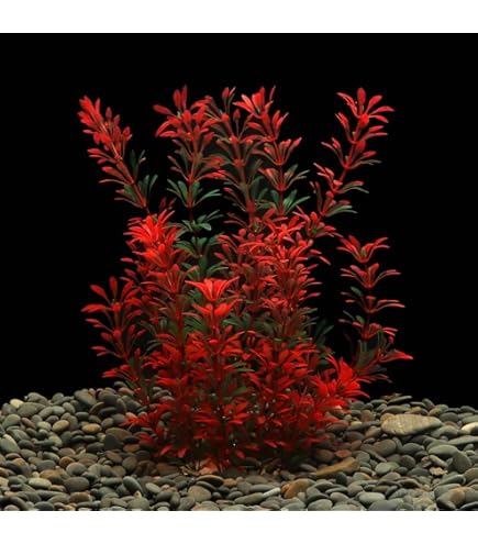 Semi Erba Fortunata Per Acquario - Piante Naturali Per Pesci, Facili Da Coltivare, Consegna Internazionale