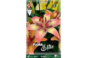 PRGA LILIUM ASIATICI TRIBAL DANCE CONFEZIONE DA 2 BULBI PRIMAVERILI AUTUNNALI