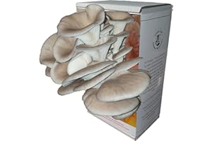 Florida Oyster Mushroom Growing Kit | Gardening Gifts - Ready to Grow Mushrooms Kit | Fun to Grow & Delicious to Eat | Florida Oyster Grow Kit | Grow Your Own Kits - Mushroom Gifts | Foragers Table