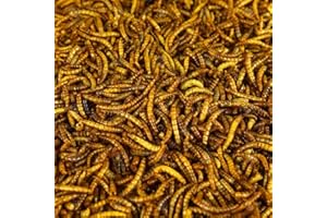 BUOSHA Vers de farine séchés GardenersDream - Friandises nutritives pour oiseaux sauvages