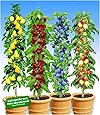 BALDUR Garten Säulen-Obst-Kollektion Birne, Kirsche, Pflaume & Apfel, 4 Pflanzen als Säule Birnbaum, Kirschbaum, Pflaumenbaum, Apfelbaum