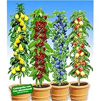 BALDUR Garten Säulen-Obst-Kollektion Birne, Kirsche, Pflaume & Apfel, 4 Pflanzen als Säule Birnbaum, Kirschbaum…