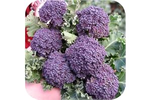 GROWTANICAL Organic F1 'Purple Sprouting' Broccoli Mini Plug Plants x 12 'Grow Your Own'