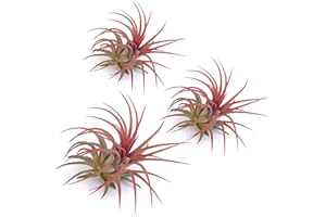 PLANDAIRE - Plante Aérienne Rouge Ionantha Vraies - Fille de l'Air Plante Tillandsia Ionantha Couleur Rouge Intense - Air Plante Interieur Naturelle Vivante - Plante Sans Terre - Usine d'Air (3)