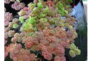 Red Root Floater - Phyllanthus fluitans - 30 Plants - akvarieväxt