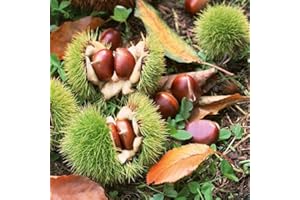 PERZOE 2 uds semillas, castaño chino árbol frutal comestible Castanea Mollissima planta de jardín Semillas de castaño chino