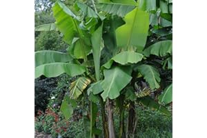 THOMPSON & MORGAN Tropical Fruit Musa Basjoo Japanese Banana Palm Exotic Upright Evergreen Plant Yellow Flowers Ideal for Patio Pots and Containers 2 x 10.5cm Pot by Thompson and Morgan (2 x 10.5cm Pot)
