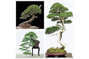 hua xian zi Japanische Schwarzkiefersamen - BONSAI TREE - exotischer Baum/Zimmerpflanze - 30 Samen