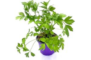 FLORAPARTNER Lovage, Maggikraut, Levisticum Offcinalis, Herb Plant, Pack of 1