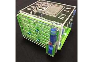 ant grape humidité de Bricolage Grand 9color Disponible avec nid de fourmilière, Fourmi Acrylique, fourmilière Acrylique (Green)