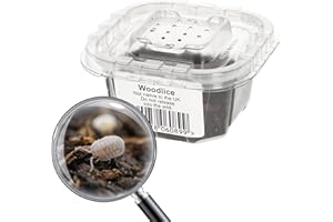 Livefoods4u Live Mini Speckled Woodlice Isopods (2mm) - Livefood for Small Reptiles and Amphibians and for Bioactive Set Ups