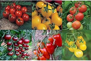 Viridis Hortus - Tomato Collection Contains 6 Varieties - Alicante, Golden Sunrise, Moneymaker, Rosella, San Marzano & Yellow Pear