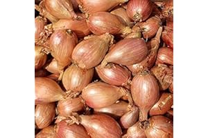 Jemangefrancais Échalote, 2 kg