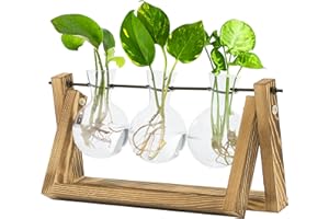 Bamworld Hydroponics Plant Propagation Station with Wooden Stand - 3 Glass Vases for Water Plant Growth and Home Decor