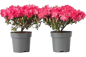 Plant in a Box - Rododendro 'Azalea Anouk' - Set di 2 - Azalea giapponese - Rhododendron - Vaso 17cm - Altezza 25-40cm