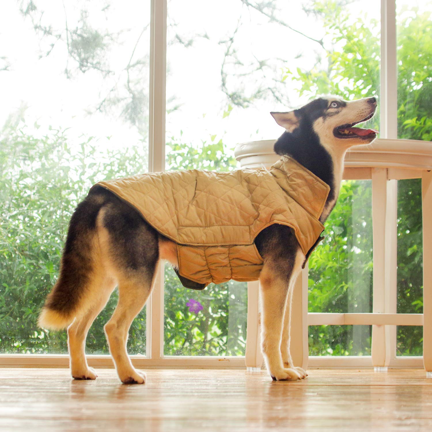 xl dog coat