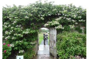 Klätterhortensia 30–40 cm – Hydrangea petiolaris – vinterhård klätterväxt för skugga och halvskugga – blommande klätterhortensia för vägg, staket och pergola