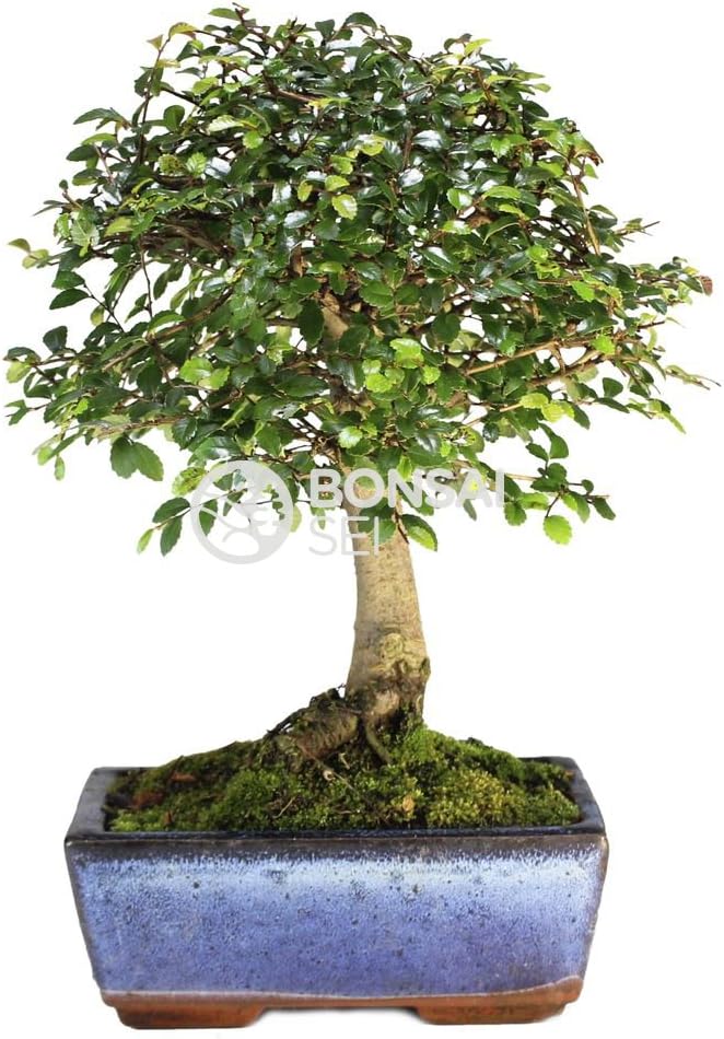 Bonsai - Olmo chino, 5 Años (Bonsai Sei - Zelkova)