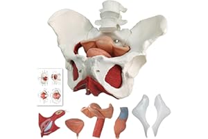 HADWYN Female Pelvis and Perineum Model with Removable Organs,Rectum 6-Parts,Magnetic Mounting,Hand-Painted, Female Pelvic Floor Muscle Anatomical Model & Uterus Vagina Ovary, Bladder, for Teaching Learning