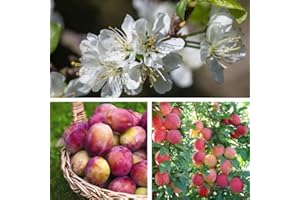 Victoria Plum Hardy Fruit Tree, Britain's Favourite Plum Self-Fertile Great for Desserts, Easy to Grow Your Own Outdoor Garden Fruit Trees, 1x Bare Root Plant by Thompson & Morgan