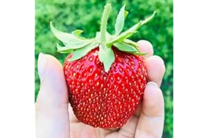 ZIELONYOGROD Pack de 10 Plants de Fraisiers Géants Très Gros Fruits - Fraises Délicieuses - Plants de Fraisiers - Plants de Fraisiers - Fruits Sains - Résistant - Facile à Cultiver - pour Jardin et Balcon - Frigo