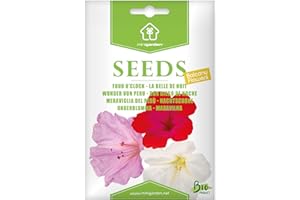 La Belle de Nuit, Graines prêt à Pousser Minigarden, 100% Naturelles sans Propagateurs Chimiques ni Génie Génétique, inclut entre 20 et 40 graines