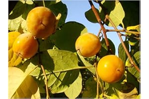 TREE ONLINE NURSERY American Persimmon - DIOSPYROS VIRGINIANA in 8CM Pot - Small Tree with Tomato Sized, Sweet, Edible Fruits - 10-15cm Tall, ONE Year Old