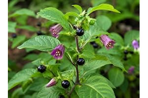 SaatPilot | Atropa belladonna | 500 frön | belladonna