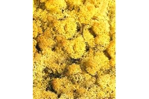 BIOTOPE AQUATICS LTD Reindeer Moss - Preserved for Air Plant Decor, Tillandsia Craft, Flower Arranging, House Airplant (Yellow)