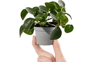 GARDENERSDREAM Baby Chinese Money Plant - Pilea Peperomioides Small Potted Baby Houseplant Gift for Indoor Home Office Kitchen Living Room