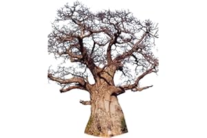 SAMENCHILISHOP Afrikanische Affenbrotbaum (Adansonia digitata) 10 Samen